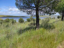 Flora del Cerro Masatrigo